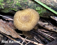 Hygrocybe caespitosa