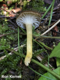 Hygrocybe caespitosa