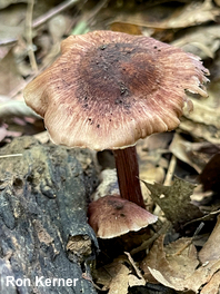 Inocybe vinaceobrunnea