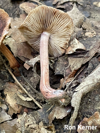 Inocybe vinaceobrunnea