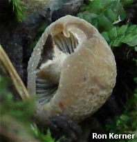 Panaeolus cf fontinalis