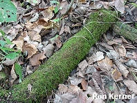 Panaeolus cf fontinalis