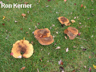 Polyporus radicatus