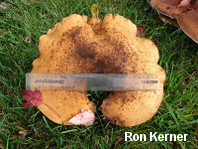 Polyporus radicatus