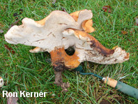 Polyporus radicatus