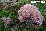 Ramaria botrytis