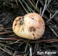 Zelleromyces cinnabarinus