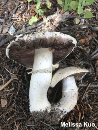 Agaricus moronii