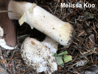 Agaricus moronii