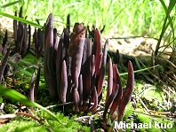 Alloclavaria purpurea