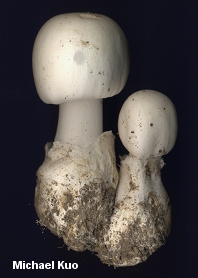 Amanita bisporigera