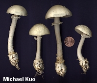 Amanita multisquamosa