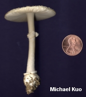 Amanita multisquamosa