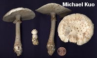 Amanita salmonescens