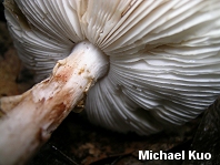 Amanita salmonescens