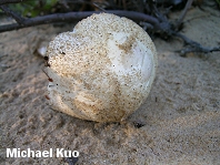 Amanita sp 01