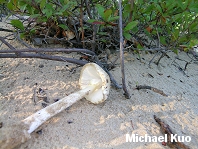 Amanita sp 01