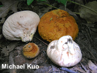 Calvatia rugosa