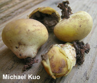 Calvatia rugosa