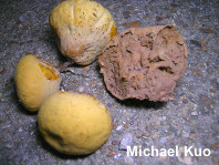 Calvatia rugosa