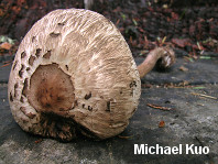 Chlorophyllum brunneum