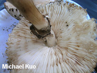 Chlorophyllum brunneum