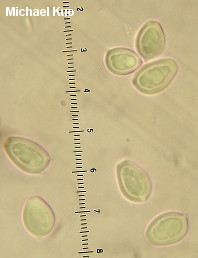 Chlorophyllum brunneum