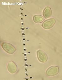 Chlorophyllum brunneum