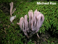 Clavulina amethystinoides