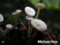 Collybia tuberosa