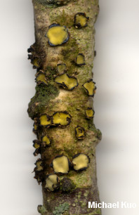 Colpoma quercinum