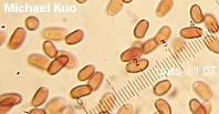 Coprinus domesticus spores