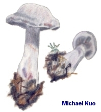 Cortinarius alboviolaceus