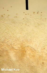 Cortinarius iodes