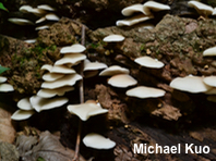 Crepidotus applanatus