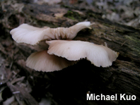 Crepidotus applanatus