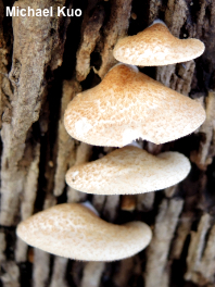 Crepidotus calolepis