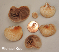 Crepidotus calolepis