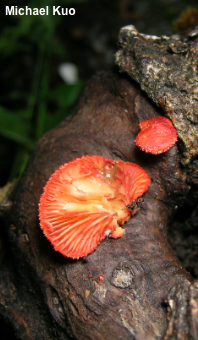 Crepidotus cinnabarinus