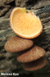 Crepidotus crocophyllus