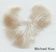 Crepidotus vulgaris