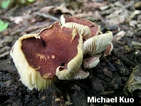 Cystoderma granulosum