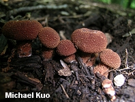 Cystoderma granulosum