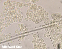 Cystoderma granulosum spores