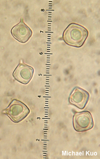 Entoloma alboumbonatum