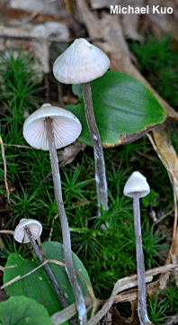 Entoloma conicum