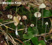 Entoloma conicum