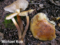 Flammulina populicola