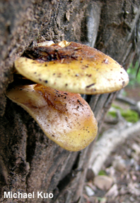 Flammulina populicola