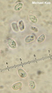 Flammulina populicola
